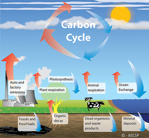 carbon cycle diagram