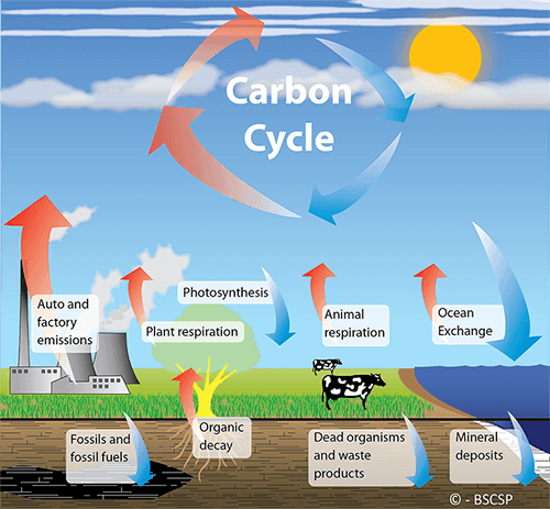 The carbon cycle is the process by which carbon is exchanged between the atmosphere and life on earth.  